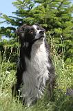 BORDER COLLIE 197